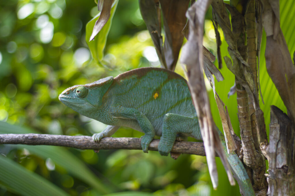 Circuit nord-Est Madagascar