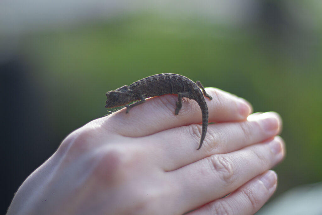 Circuit nord-Est Madagascar