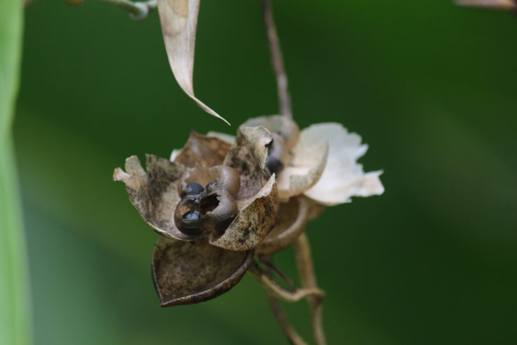 Circuit nord-Est Madagascar