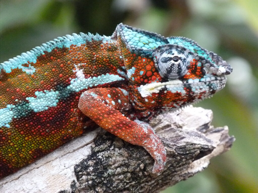 Circuit nord-est Madagascar